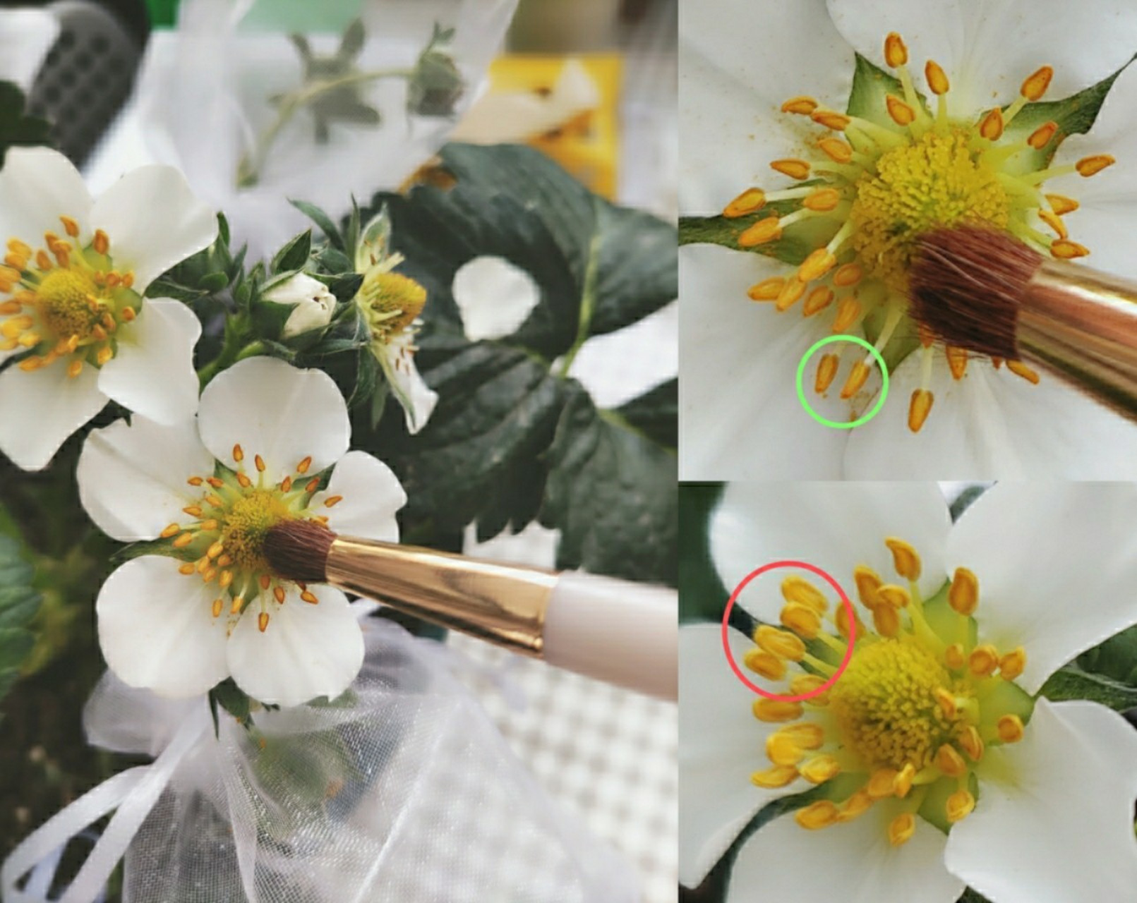 草莓授粉 草莓怎么授粉?