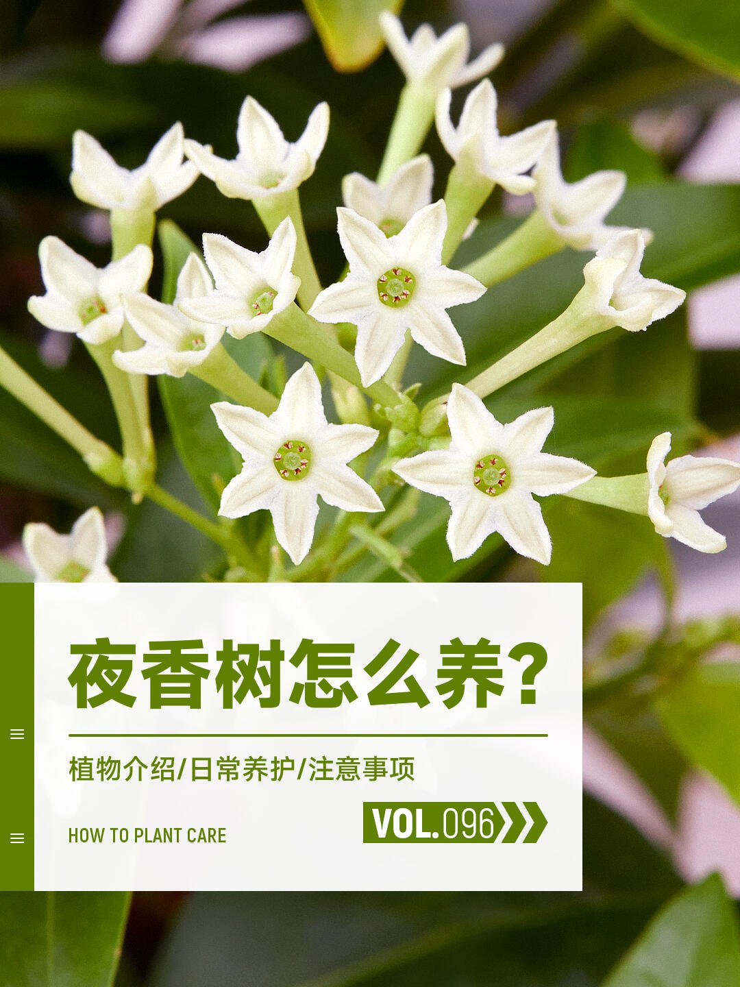 每天一种花草养护知识 | 夜香树(夜来香)