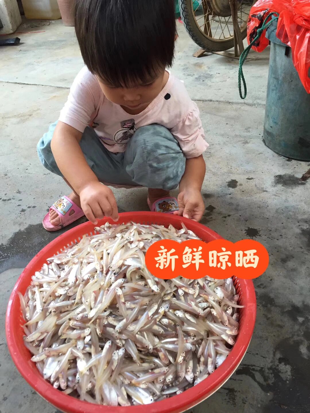 自家晾晒天然车公仔鱼干