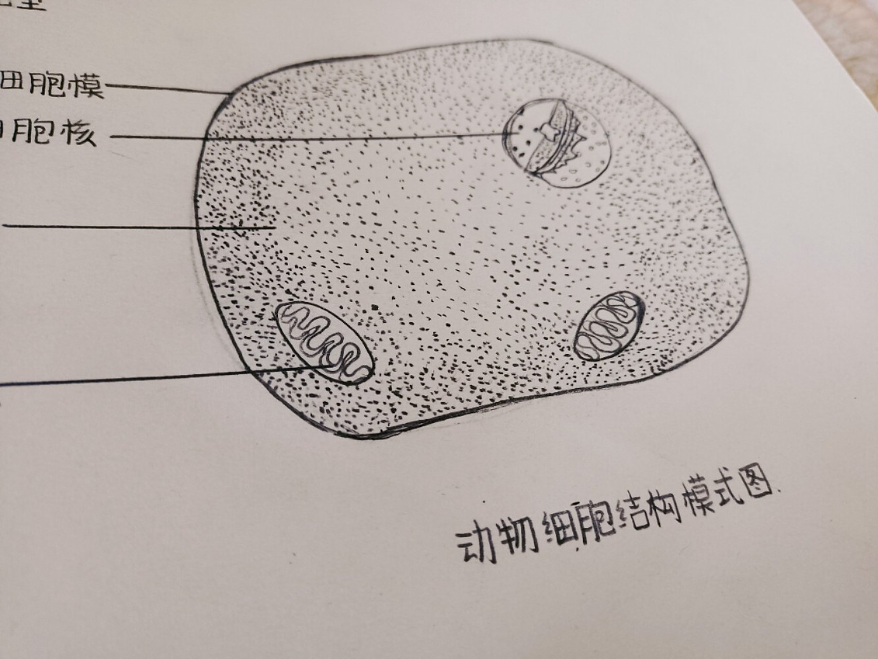 七上动植物细胞结构模式简图