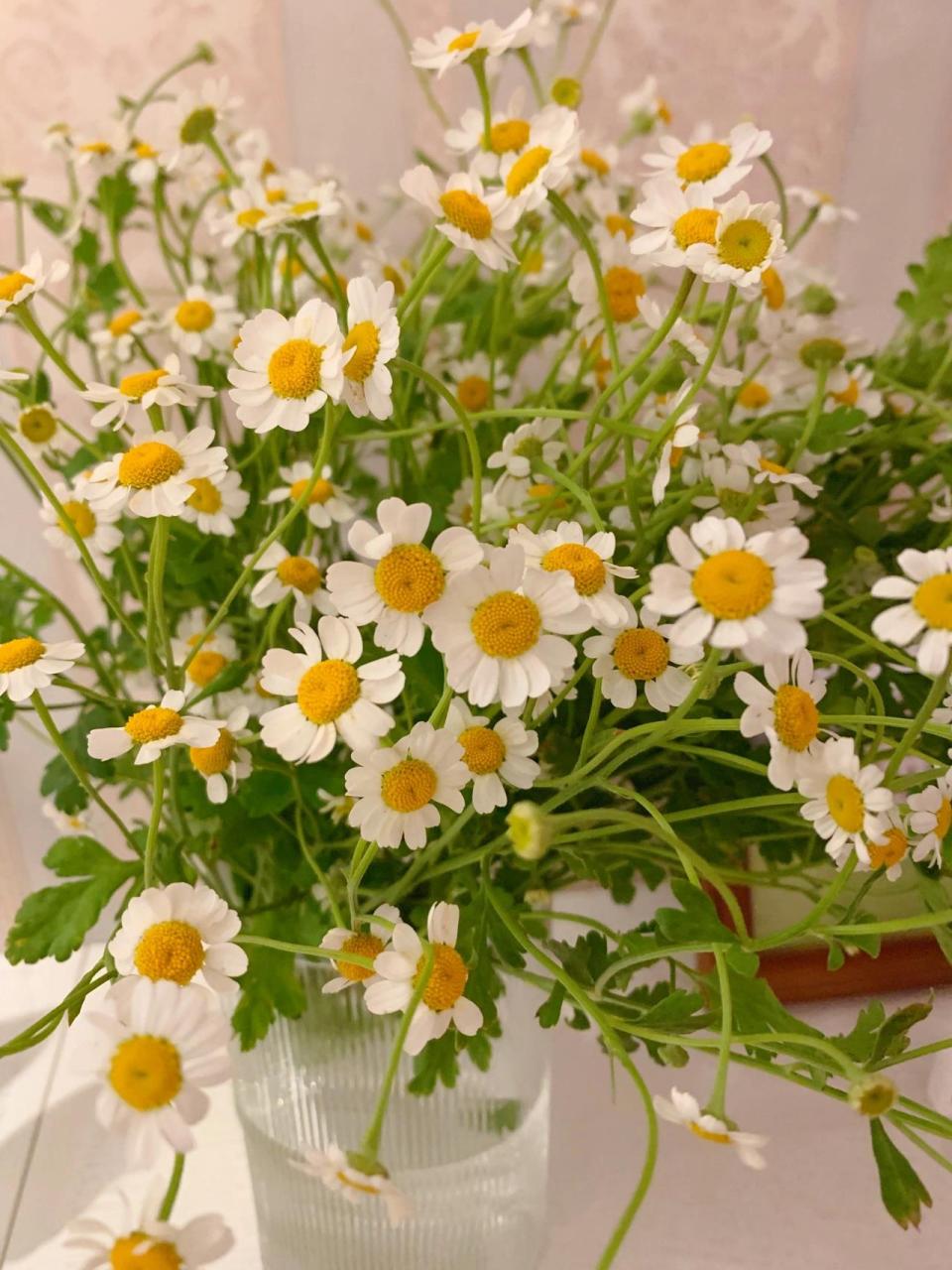 洋甘菊和小雏菊的区别 | 小清新代表 一直以为自己买的是小雏菊,百度