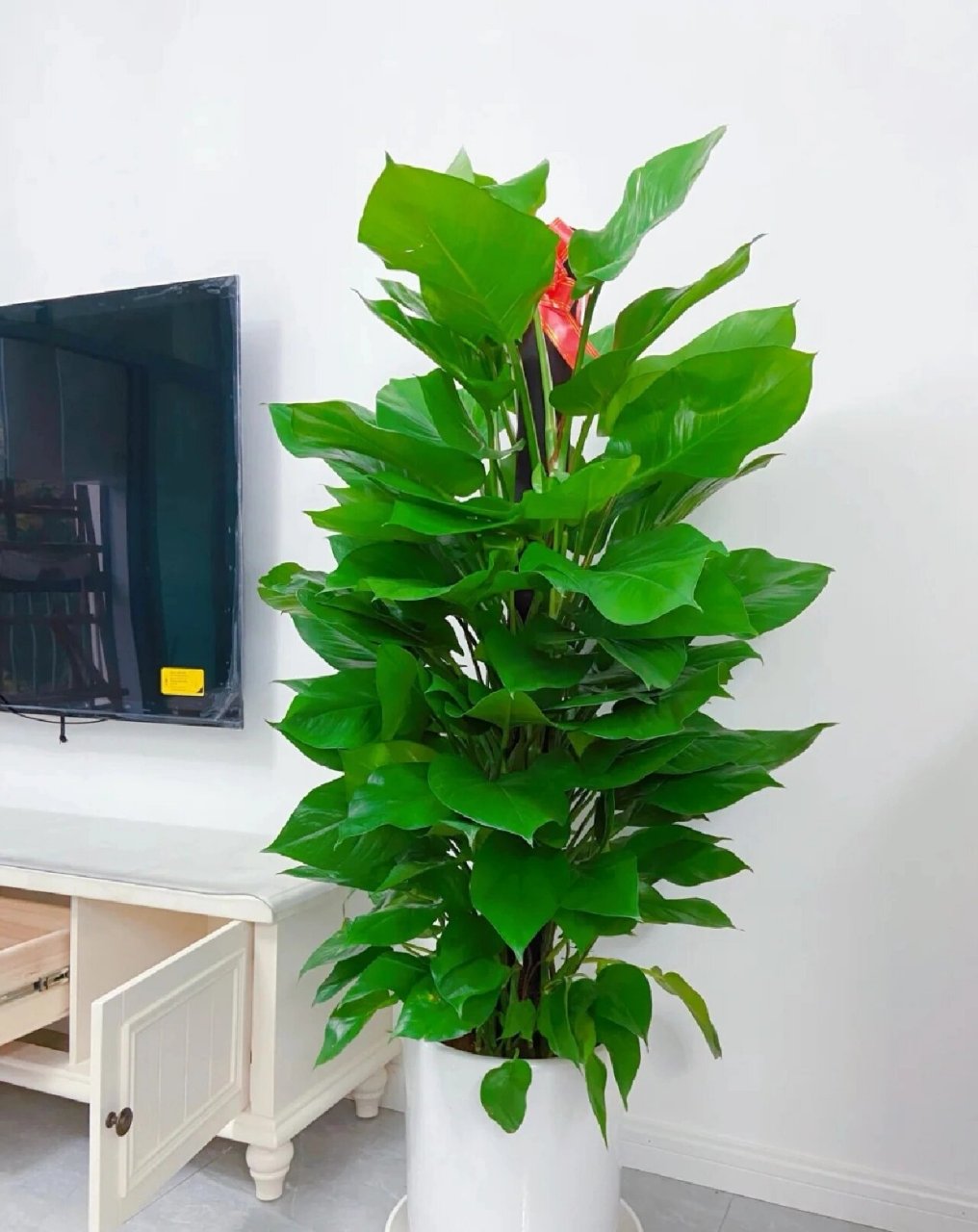 合肥园艺公司教你养好绿萝柱 1,绿萝柱喜散光 绿萝柱它属于阴性植物