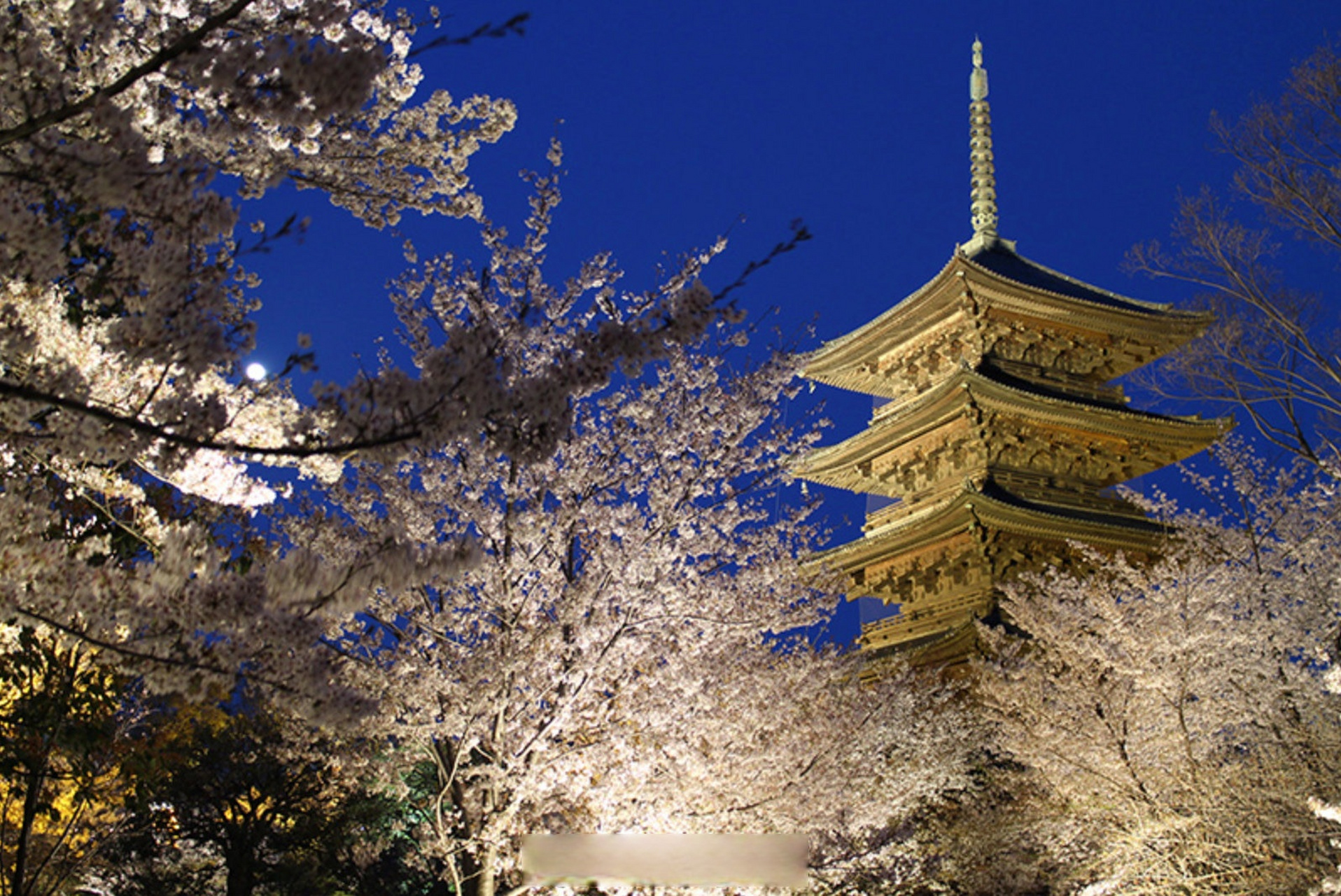 京都的樱花季,除了白天看樱花外,夜樱也非常值得一看.