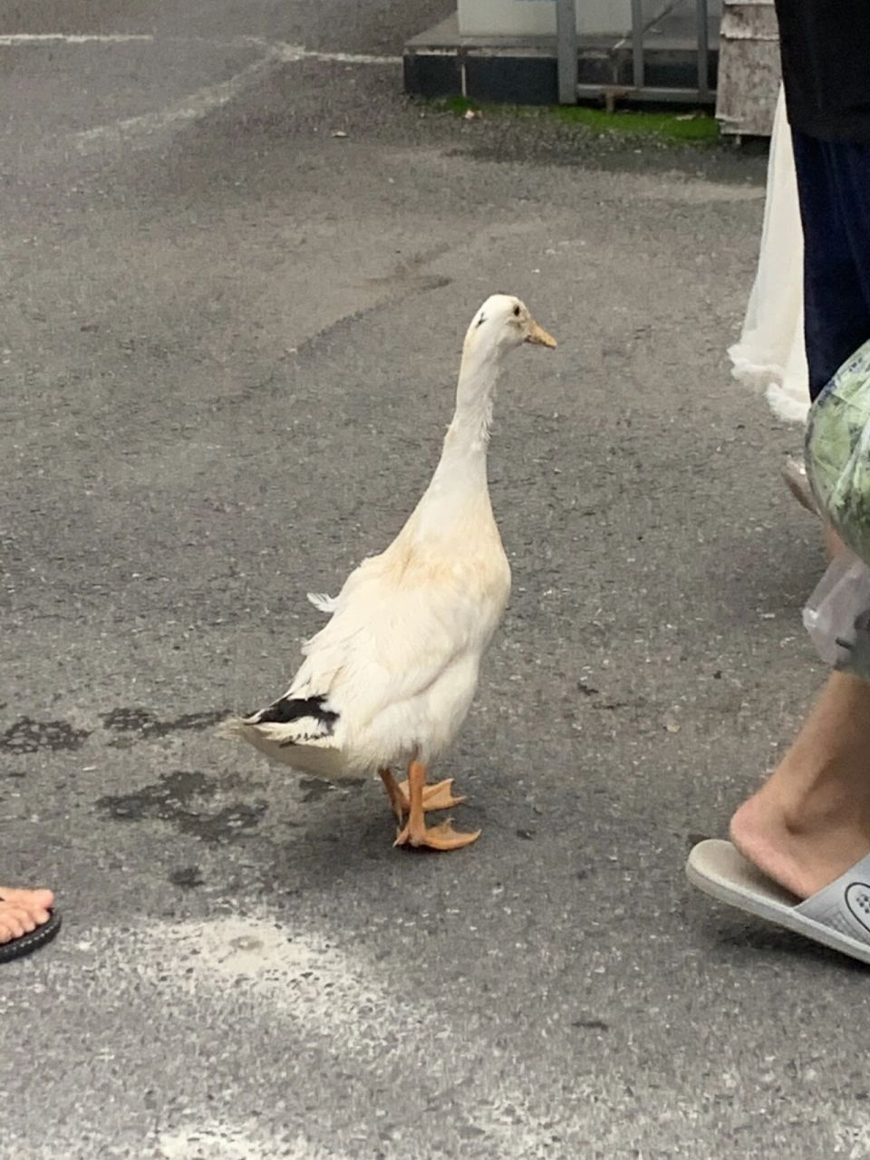 当买的宠物鸭长大之后 小学门口买的那种小鸭子,长大之后就变成了可