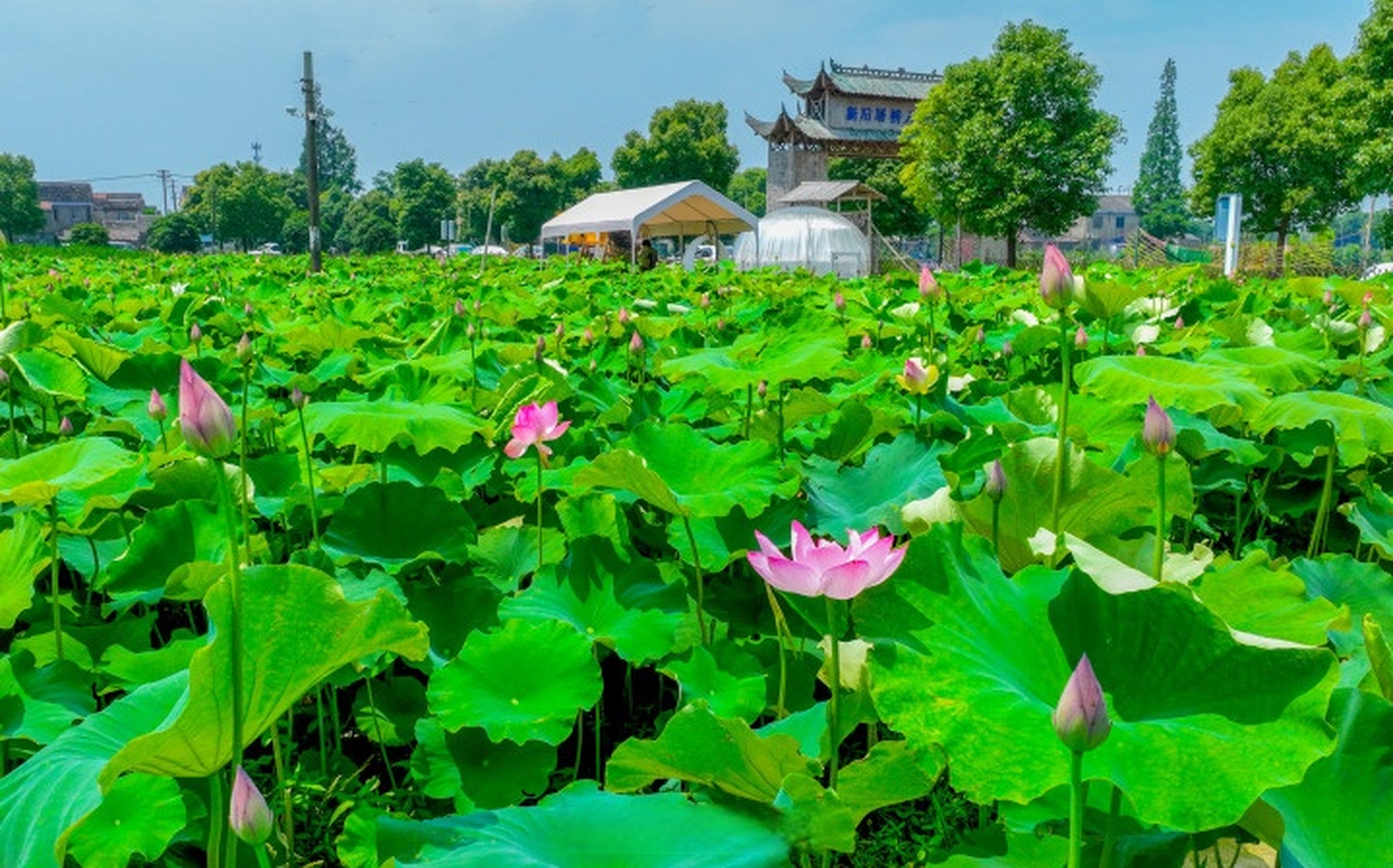 【#宁波30亩太空莲绽放#】海曙区集士港新后屠桥村是宁波面积较大的