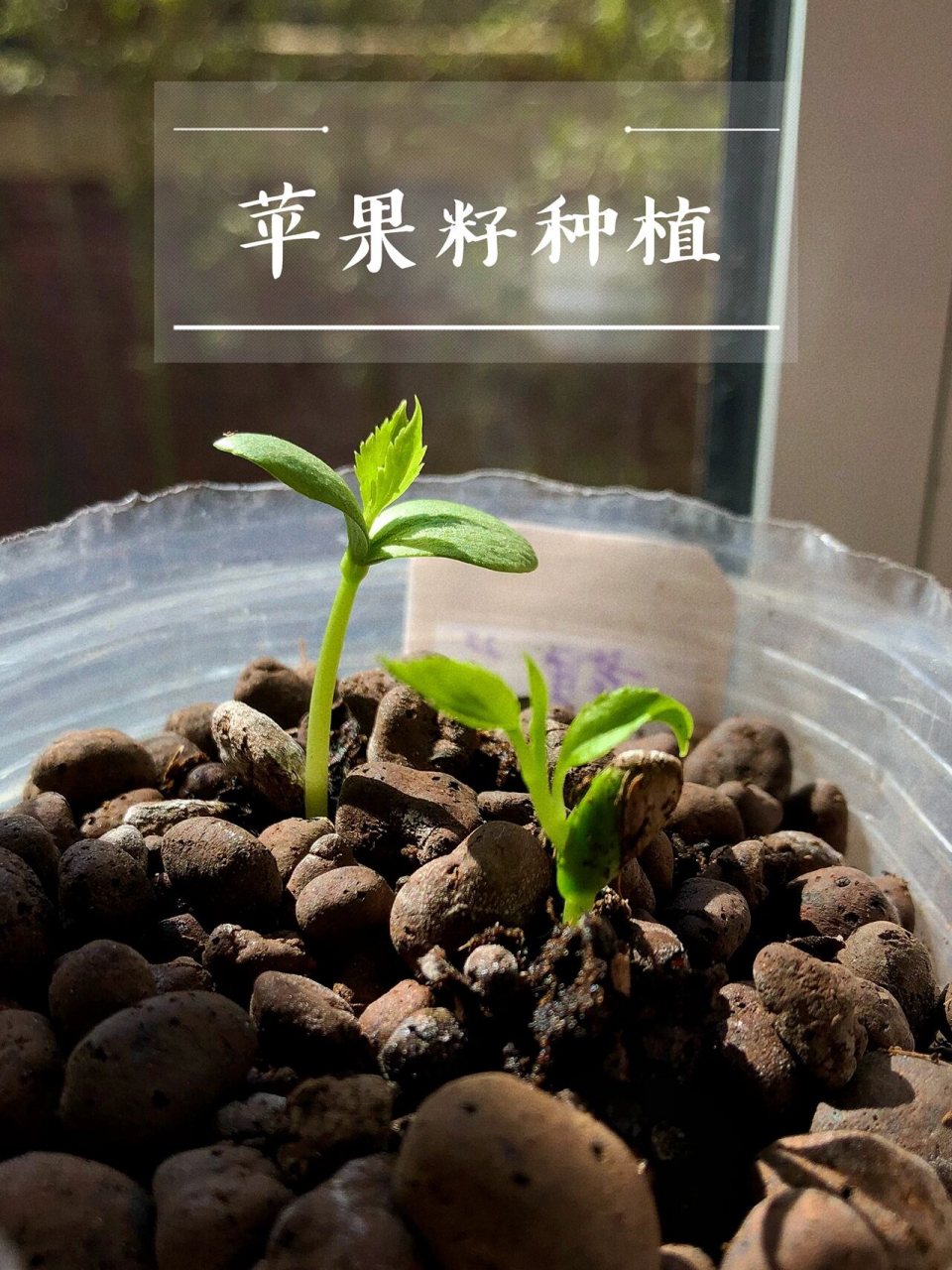 00苹果籽种植|平常吃的96没想到这么好 97种植感: 其实也是抱着