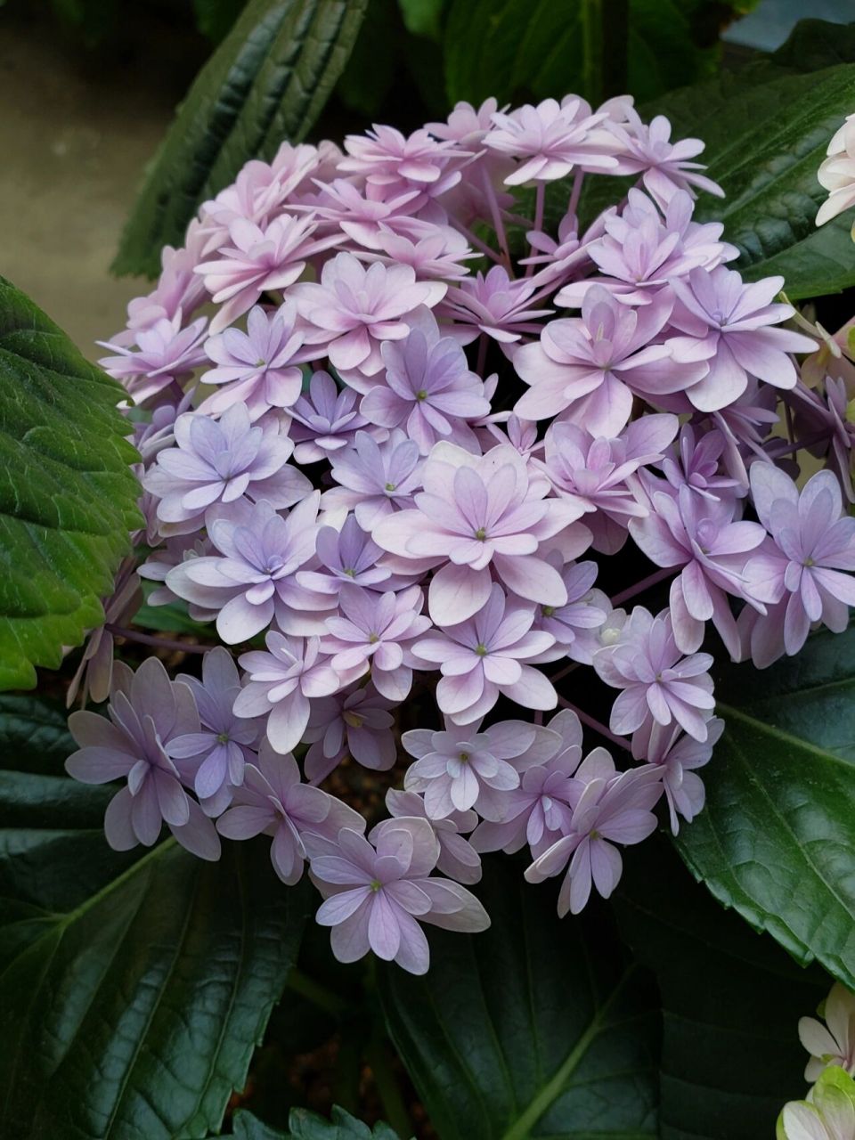 绣球——花手鞠 调色成功了一丢丢的花手鞠 实物看起来比图片更紫一些