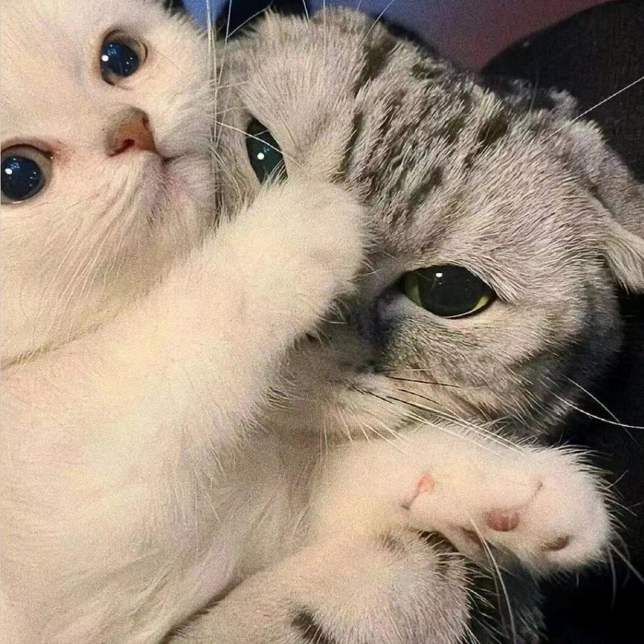 怪可可爱爱的小动物情头,超小众,不容易和别人撞情头哦,尊的肥肠可爱!