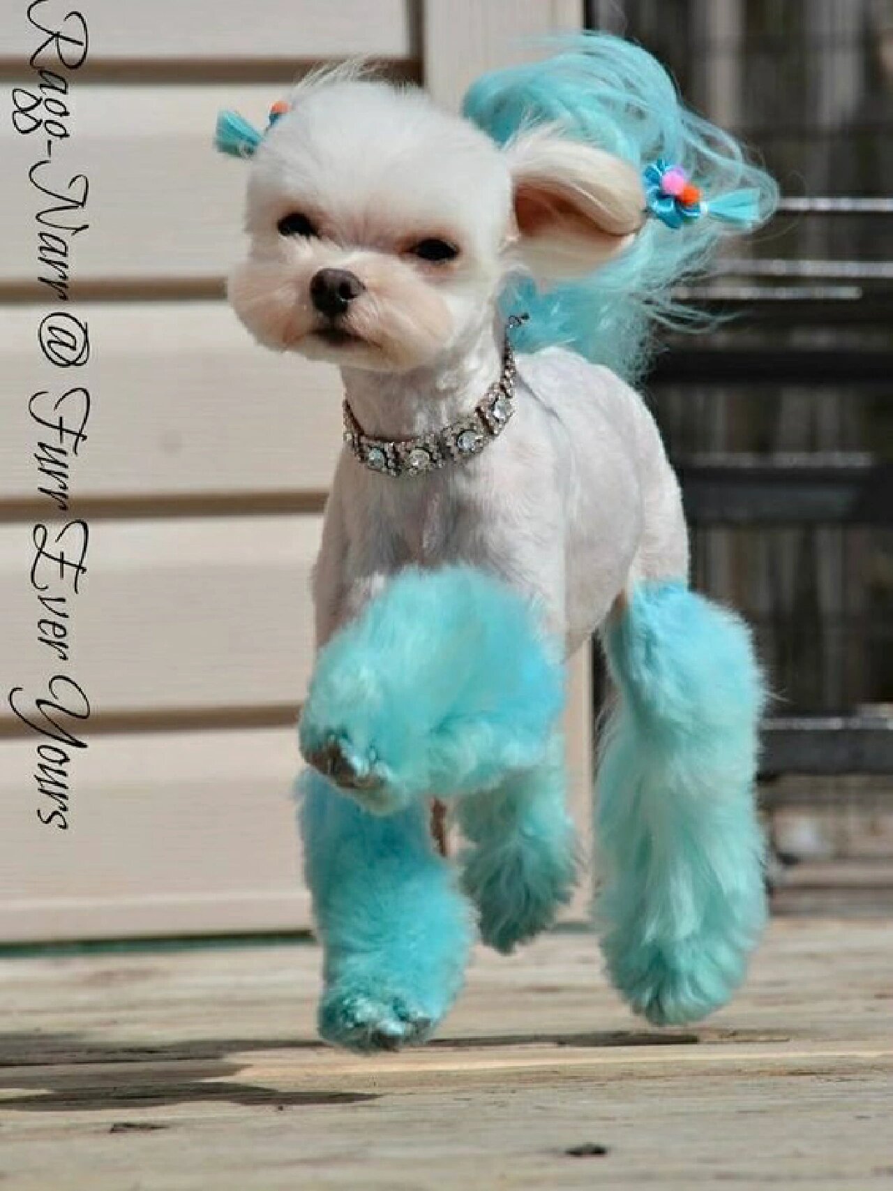 一些狗狗染毛参考图98