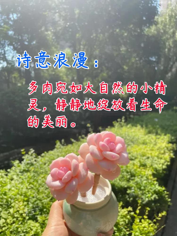 多肉治愈系心情文字图片