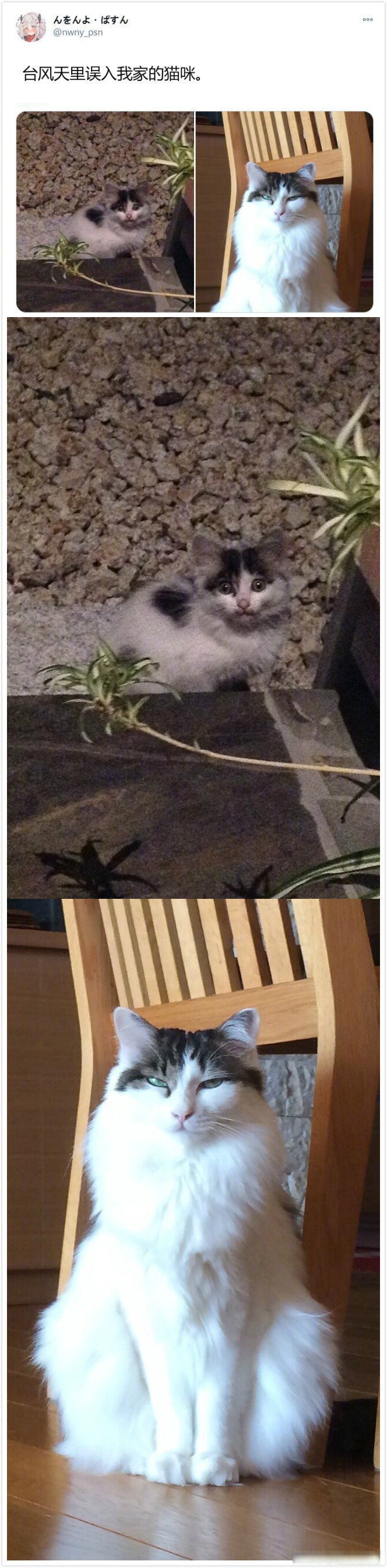 日推很火的流浪猫收养前后对比照,太有爱了