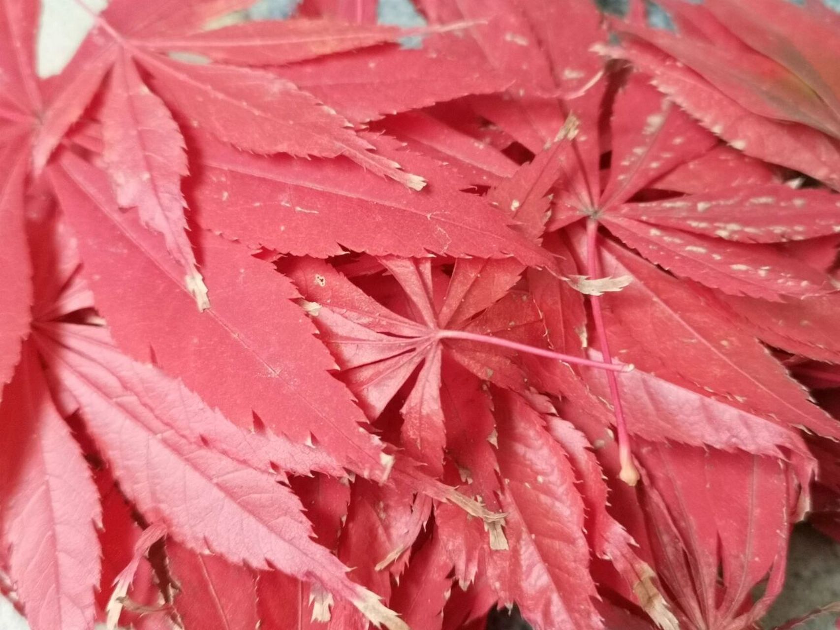 树叶贴画凤凰 凤凰涅槃,视死如归. 我辈一出,谁与争鸣.