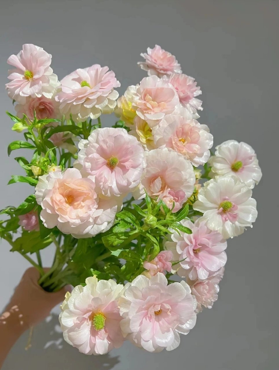 花材分享-蝴蝶洋牡丹    名称:蝴蝶洋牡丹 又名:单瓣花毛莨 花语:受