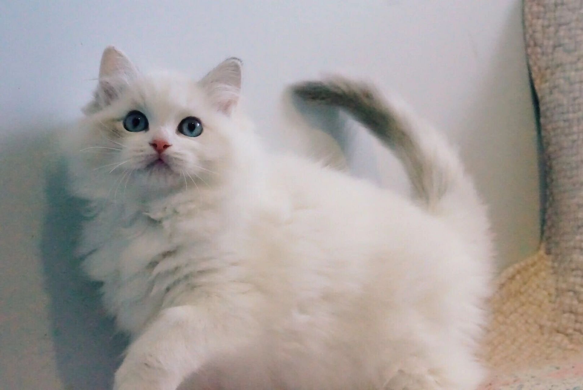 布偶猫96玳瑁色,越长大越惊艳 从两个月到四岁的蜕变 #玳瑁色布偶猫