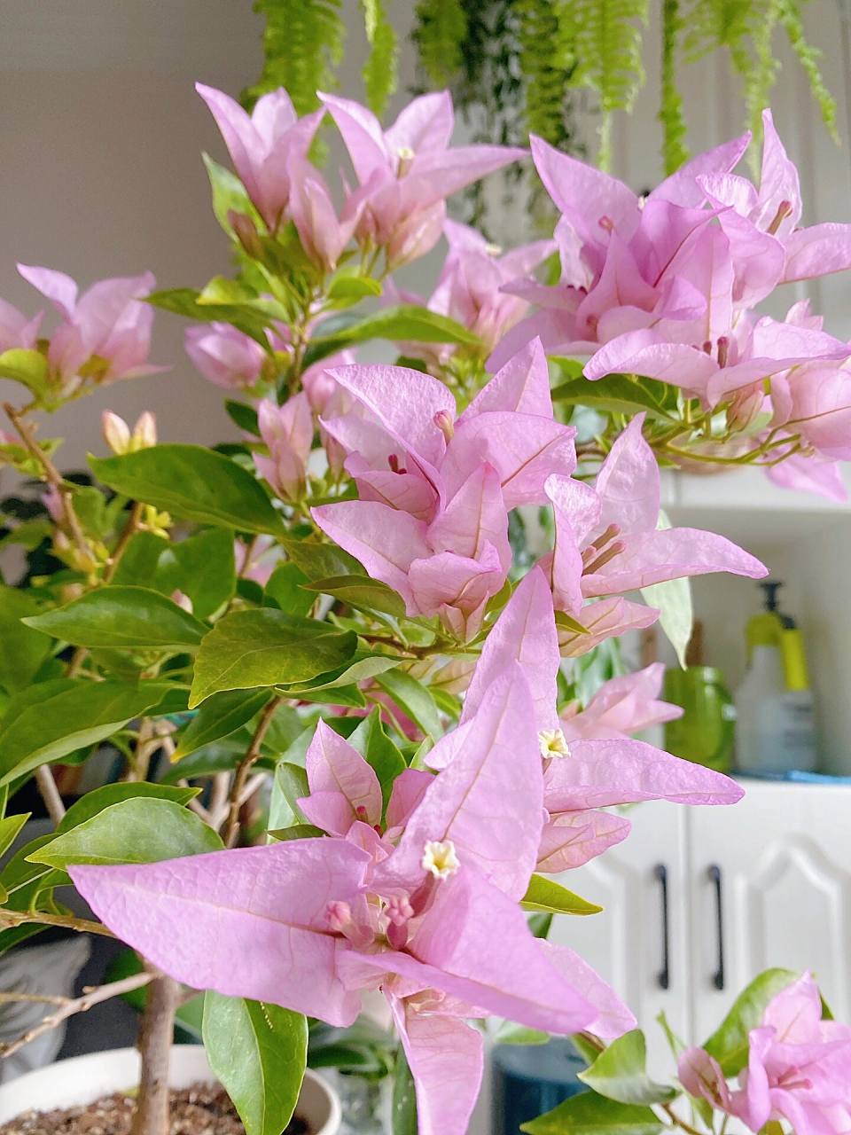 金夫人三角梅 枝条好硬很难塑形,只能靠修剪.