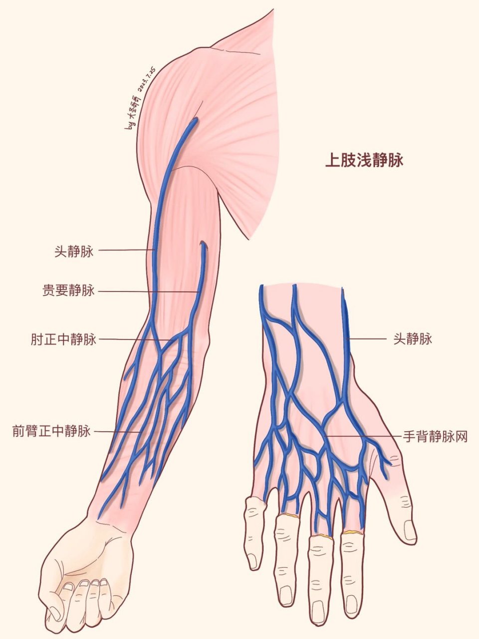 肘部静脉血管分布图图片