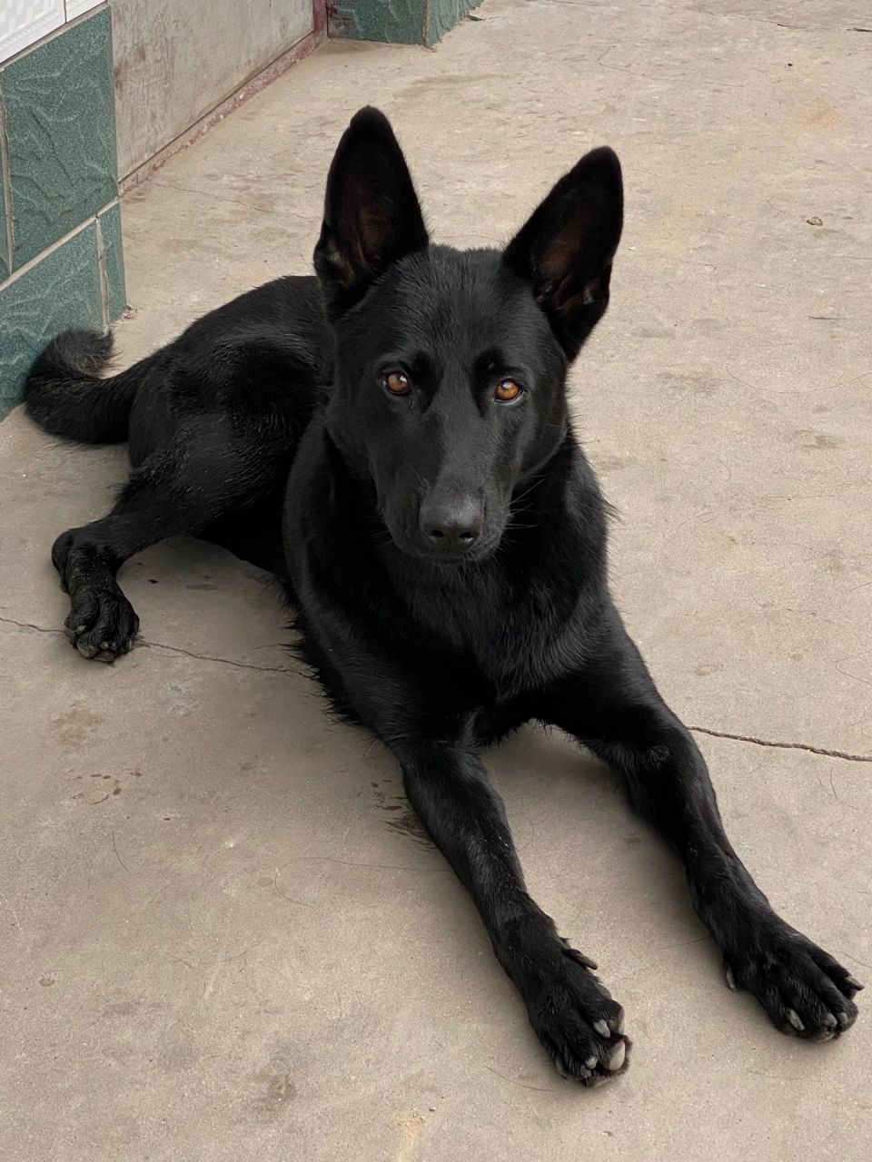 东德牧羊犬 带出门人仗狗势