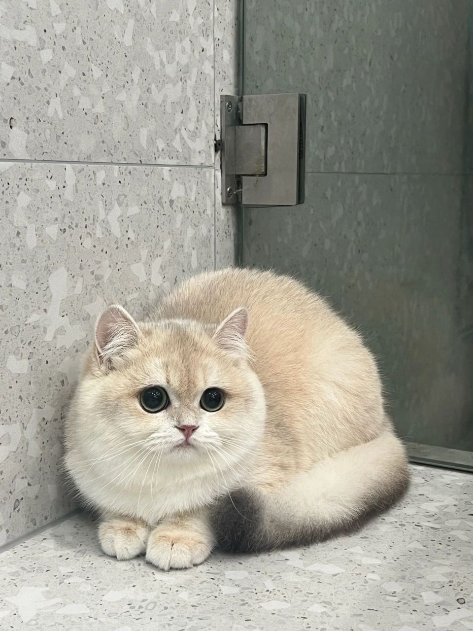 焦糖色12蓝金渐层  蓝金妹妹