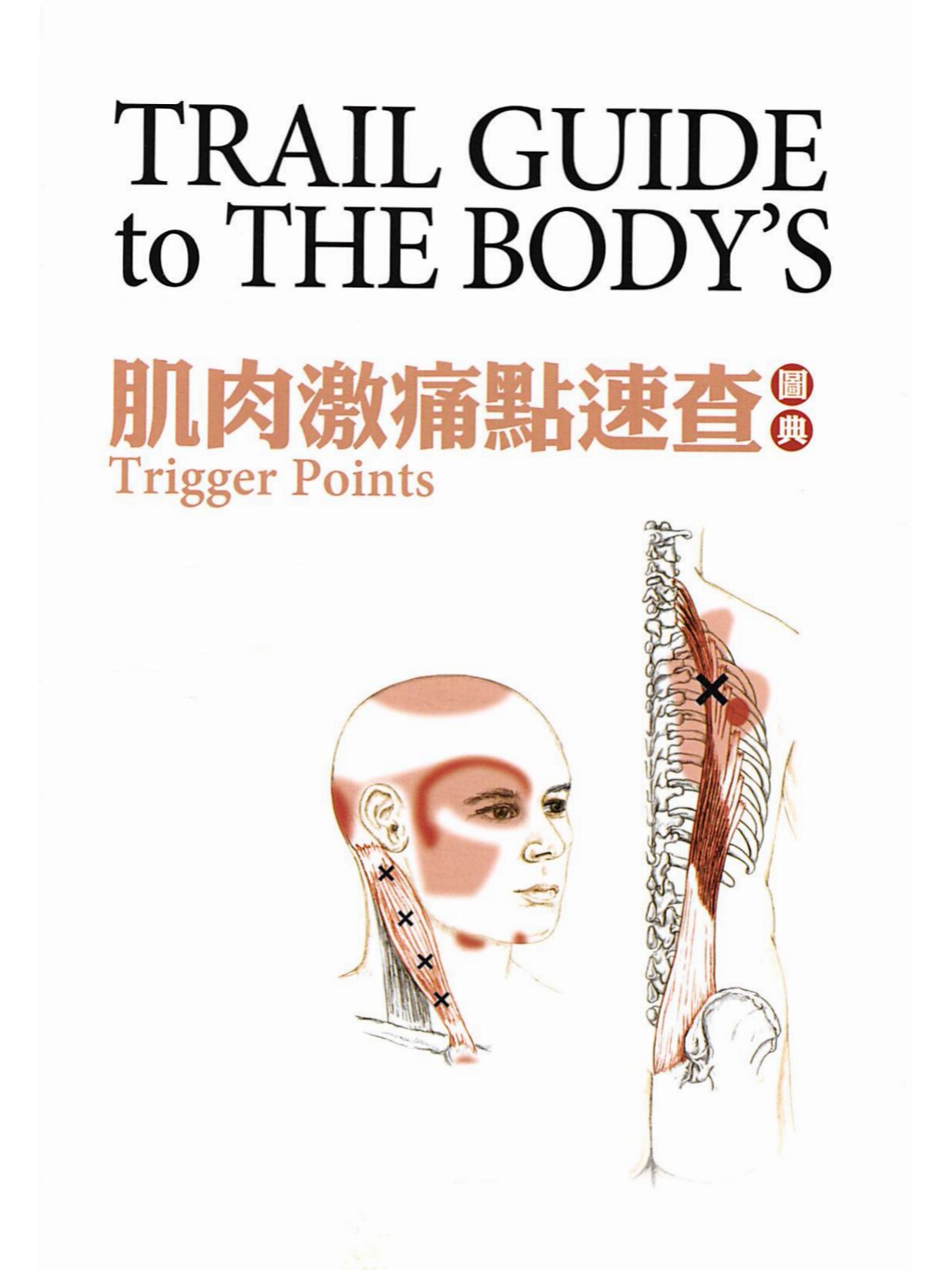 肌肉激痛点速查图典:背阔肌 肌肉激痛点速查图典:背阔肌02