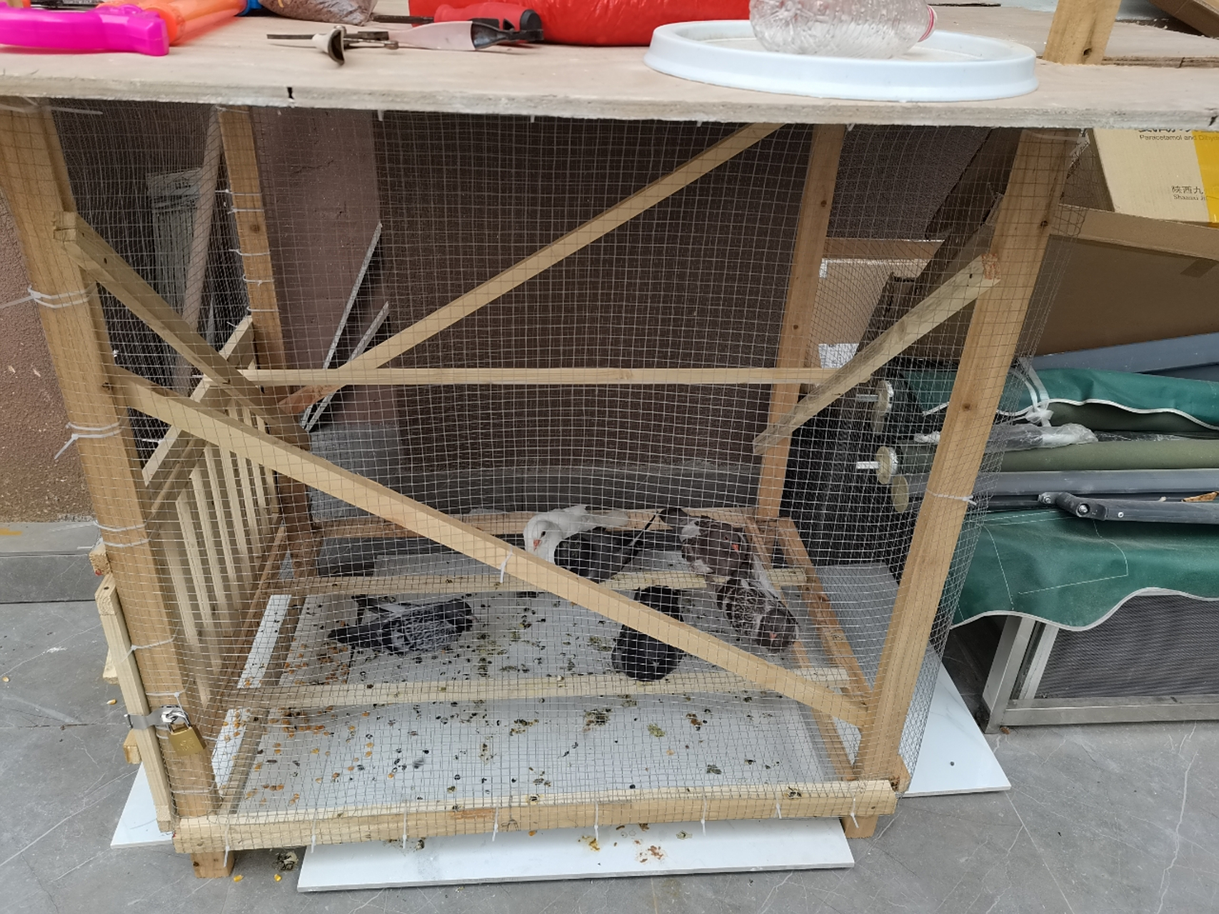 自制简易鸽笼 我家小马哥耗时两个半天做好啦～养几对鸽子,生的蛋给