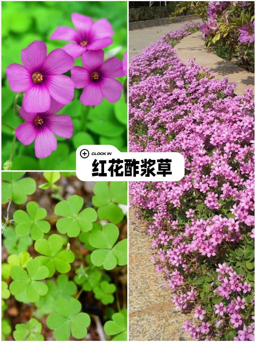 六种四季常青地被植物,五种具有药用价值