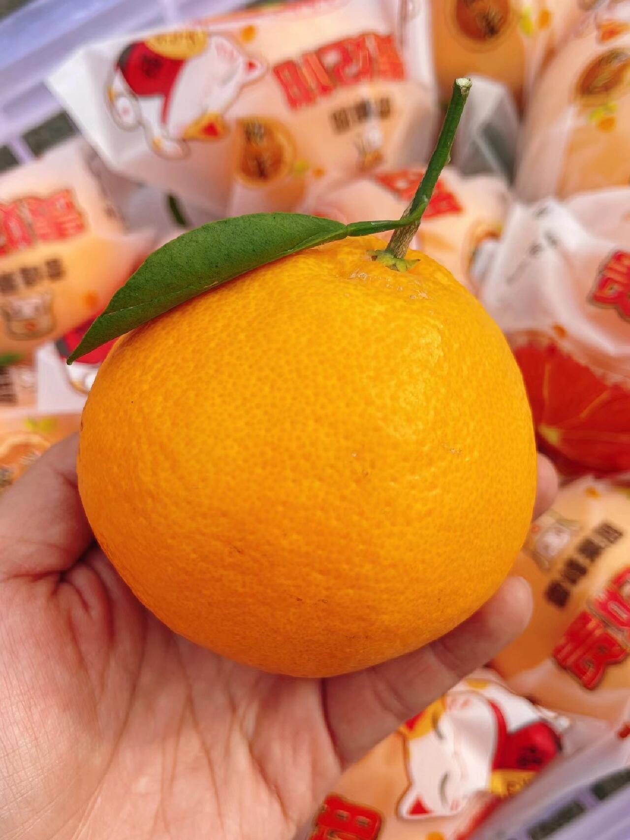 颗颗饱满的 雷锋果园 贵妃柑 到货啦!