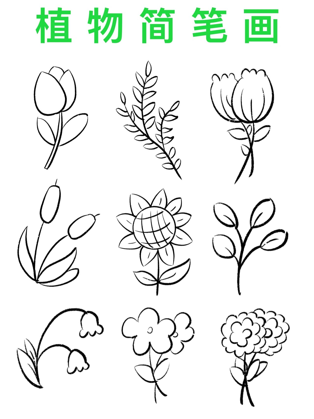 简笔画|植物简笔画