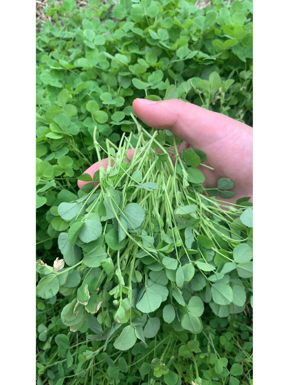 这个是金花菜吗,公园好多啊