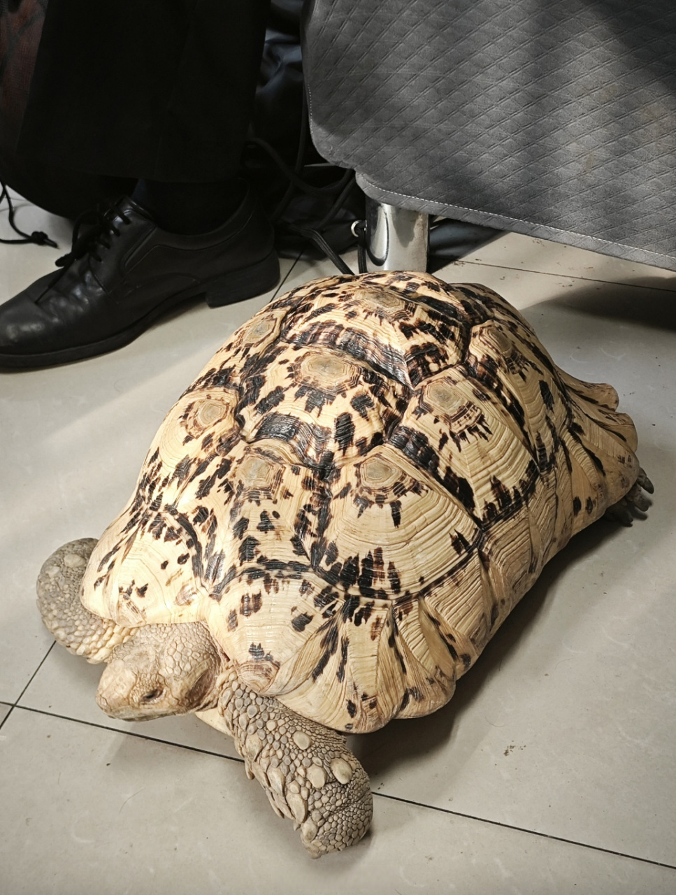【上海一居民在小区闲逛捡到豹纹陆龟,专家:属于国家二级保护动物】7