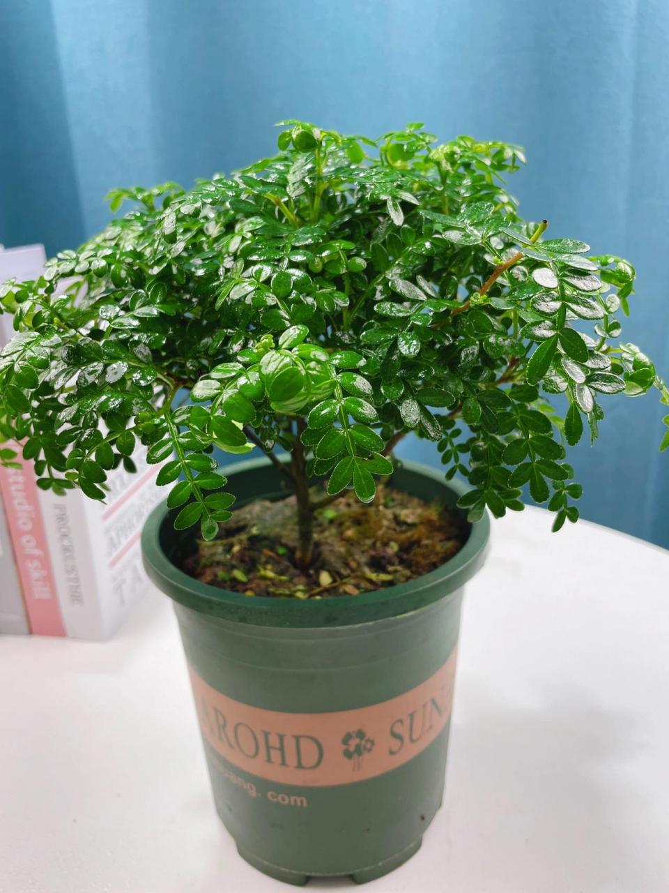 清香木,又名胡椒木,放在室内可以驱赶蚊虫 所以也被称为驱蚊木,四季