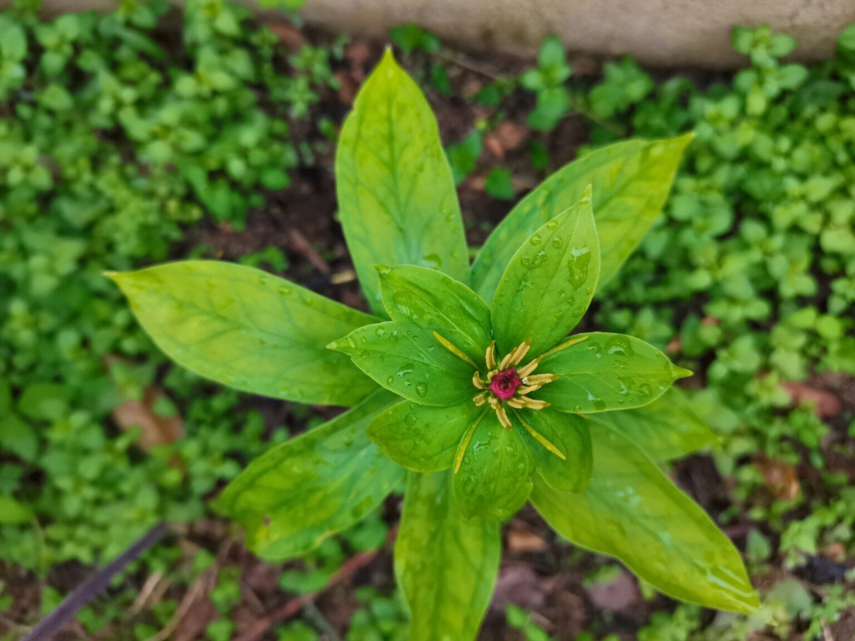 七叶一枝花你们有见过吗?