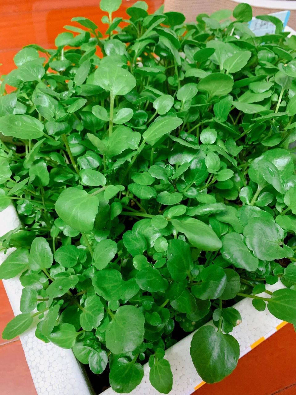 栽培快乐:豆瓣菜(籽播)我种出来啦90 农民朋友们,大家好 在阳台上种
