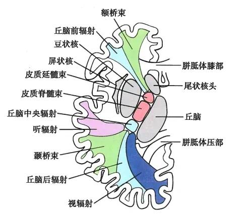 内囊构成图片