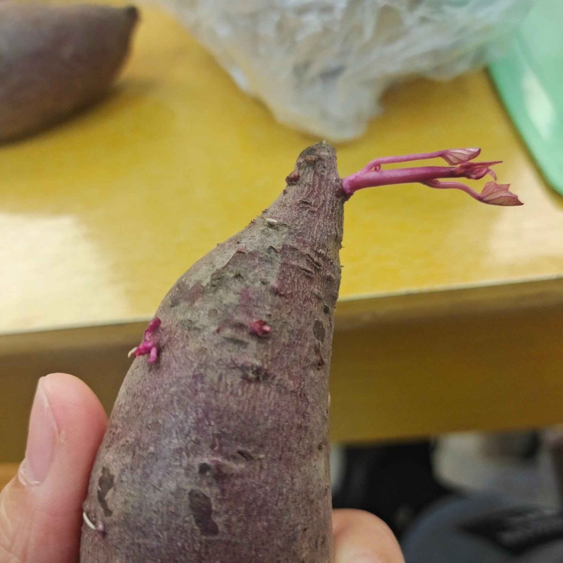 发芽紫薯