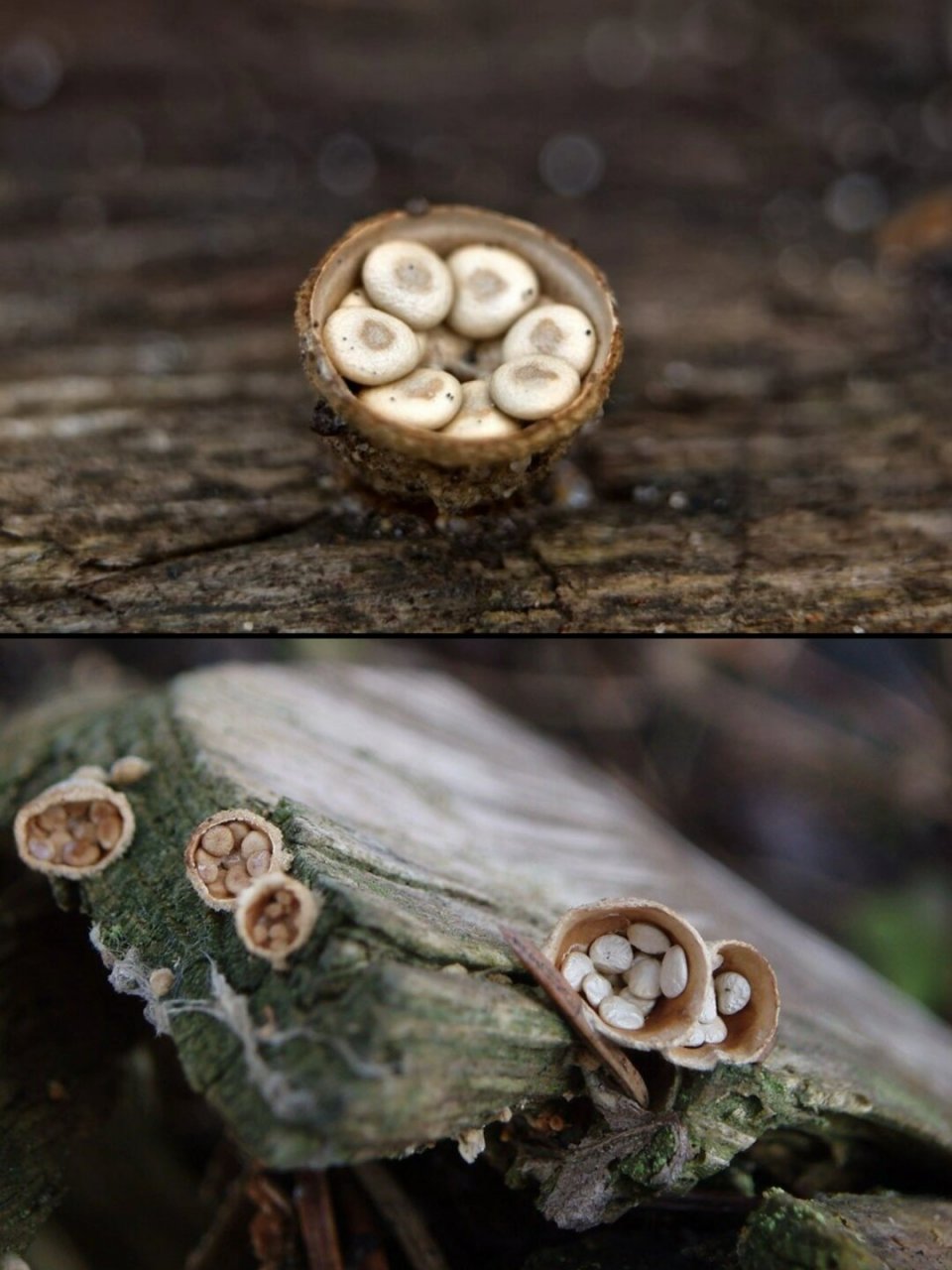 白色笼头菌图片