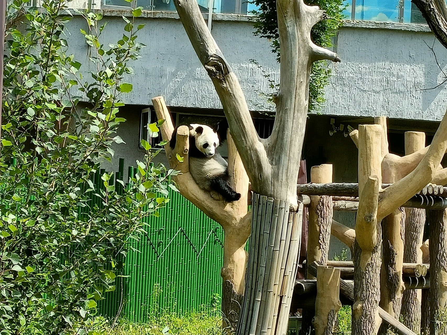 棋盘山内的沈阳森林动物园见到了四只大熊猫 原来熊猫以前是蚩尤的