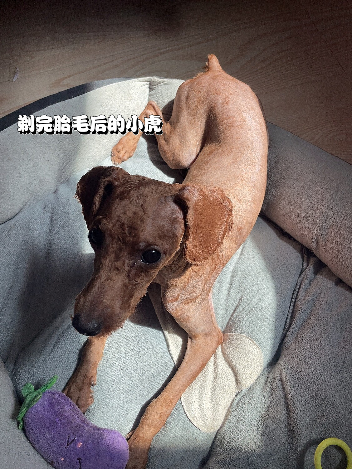 剃了胎毛后的泰迪