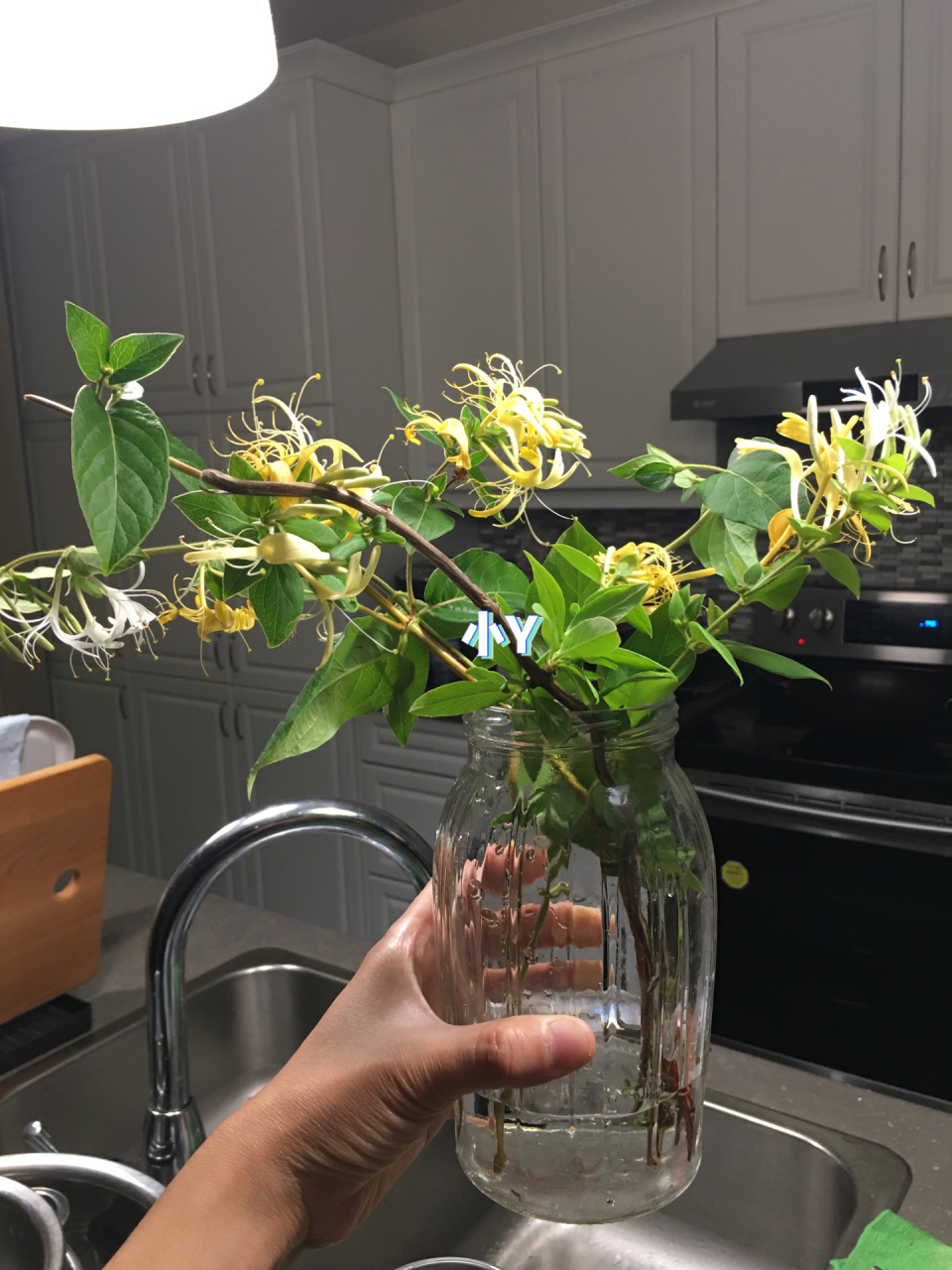 又来一波金银花扦插 从邻居姐姐那儿拿回来的金银花枝条剪了几段来