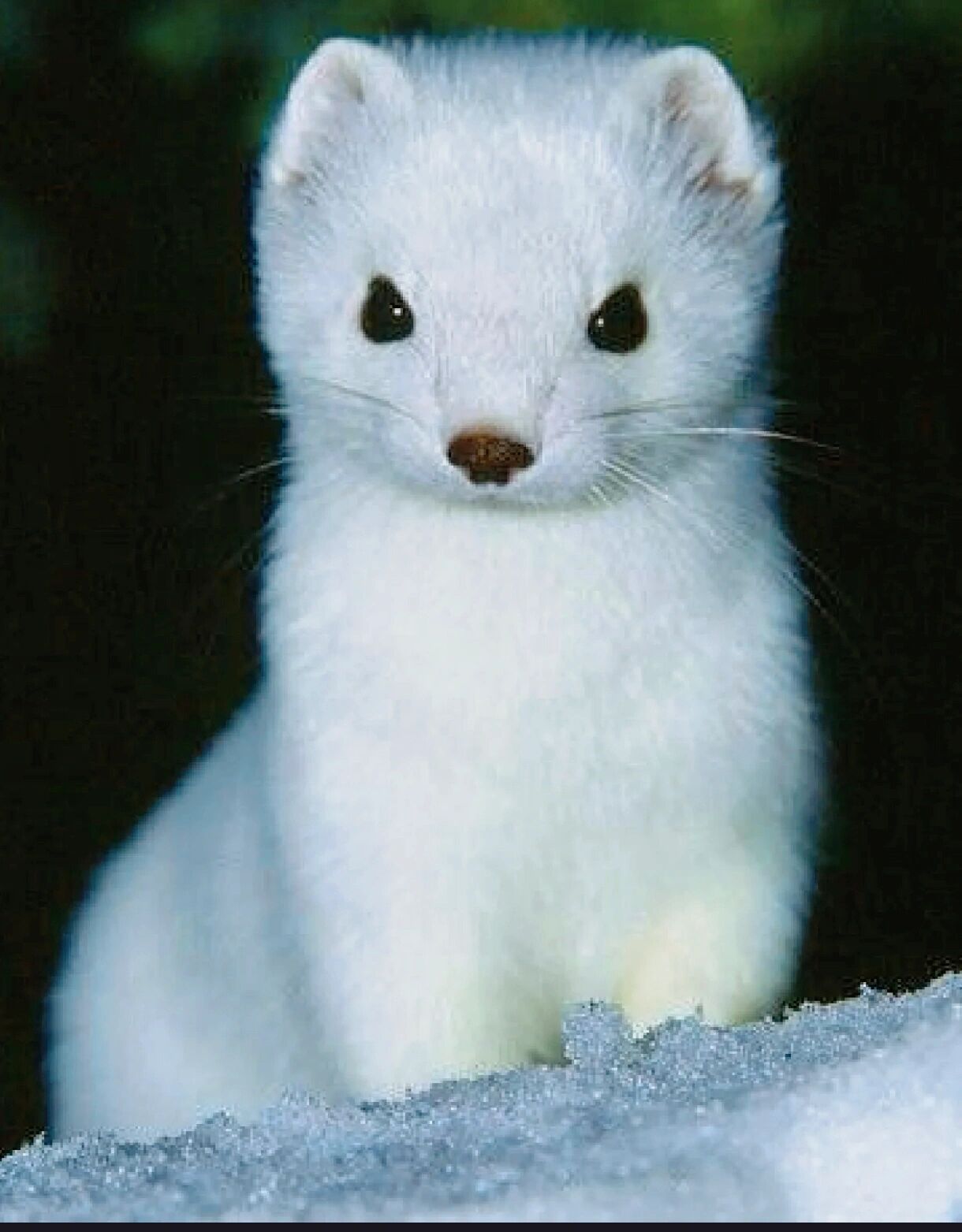 众所周知,德拉科和白鼬系同类 经过深入研究,科学家们发现德拉科与