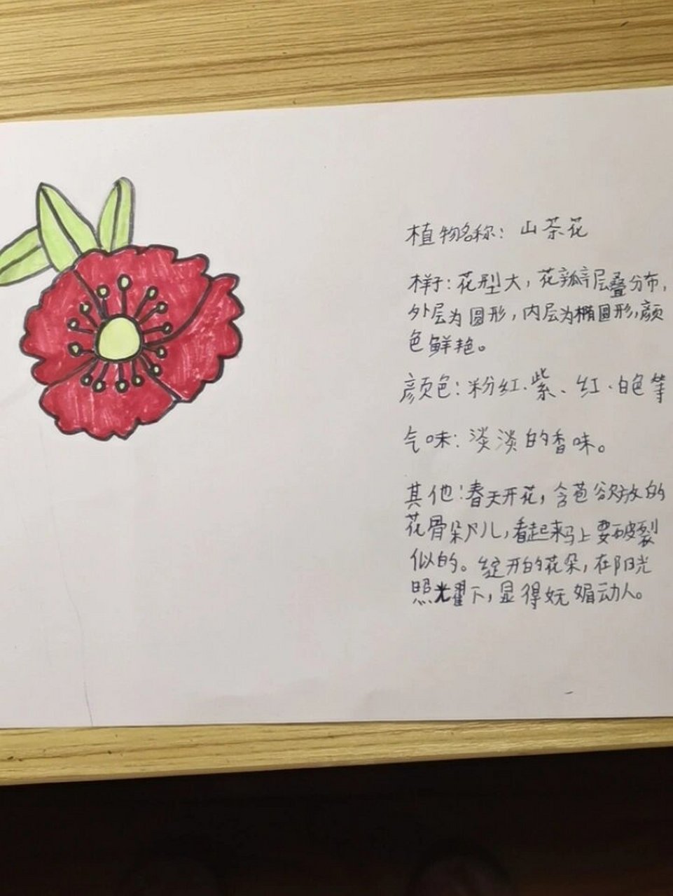 植物记录卡(山茶花)