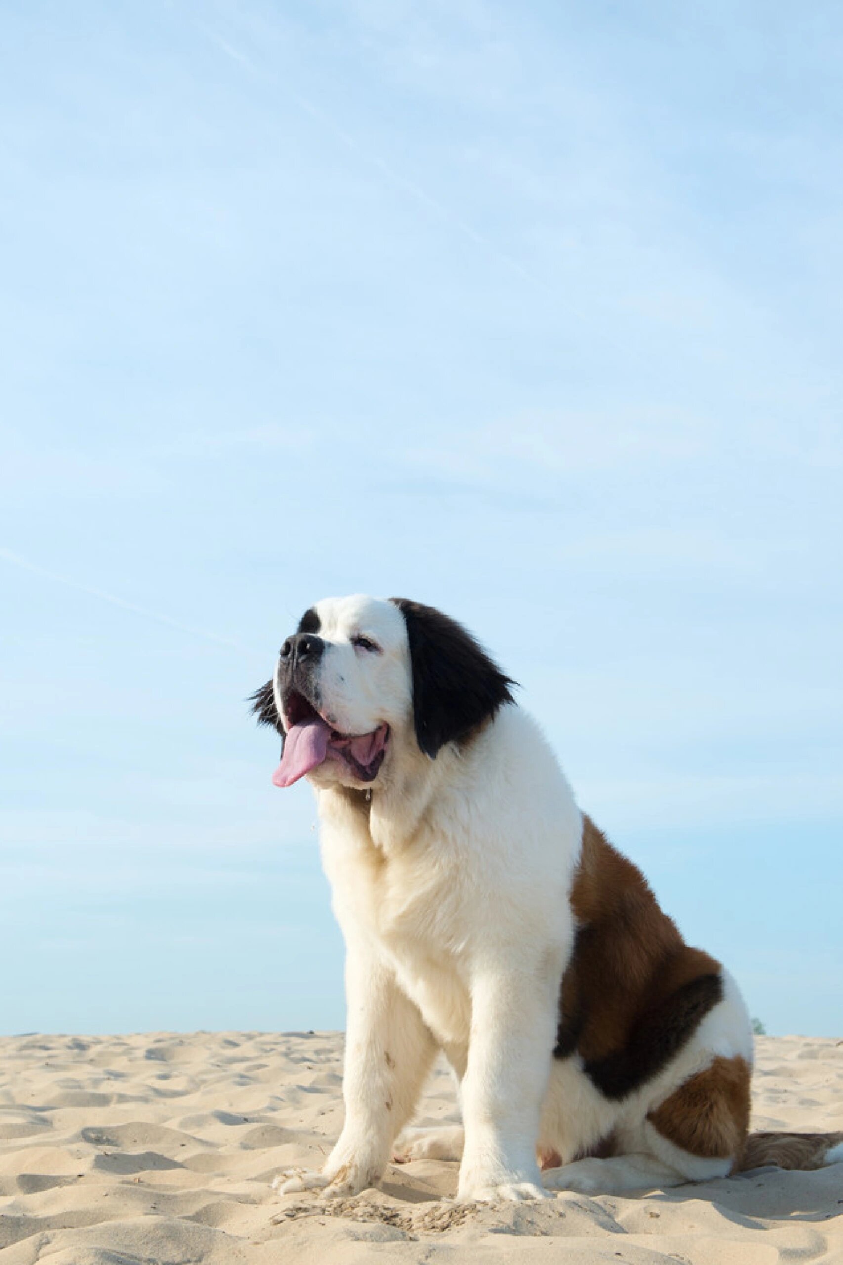 圣伯纳犬多大图片