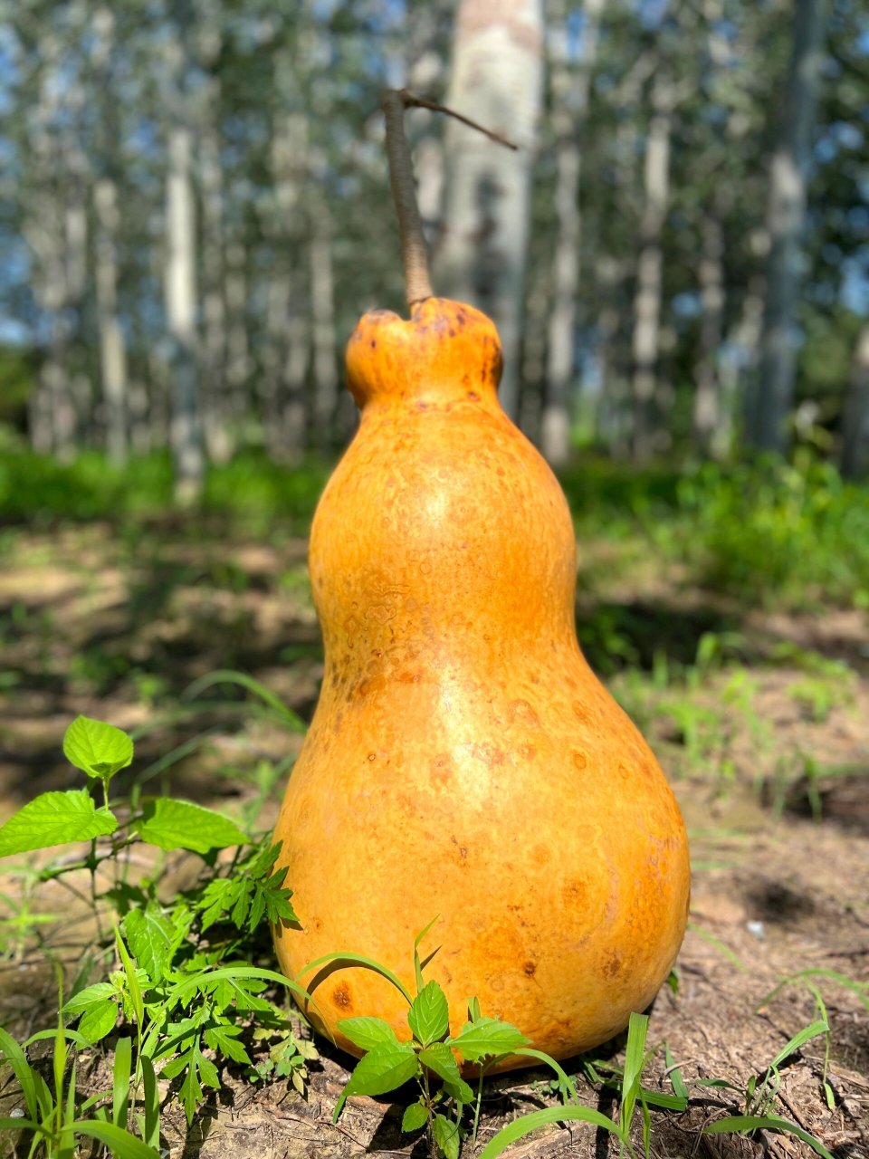 莲花头葫芦防裂图片