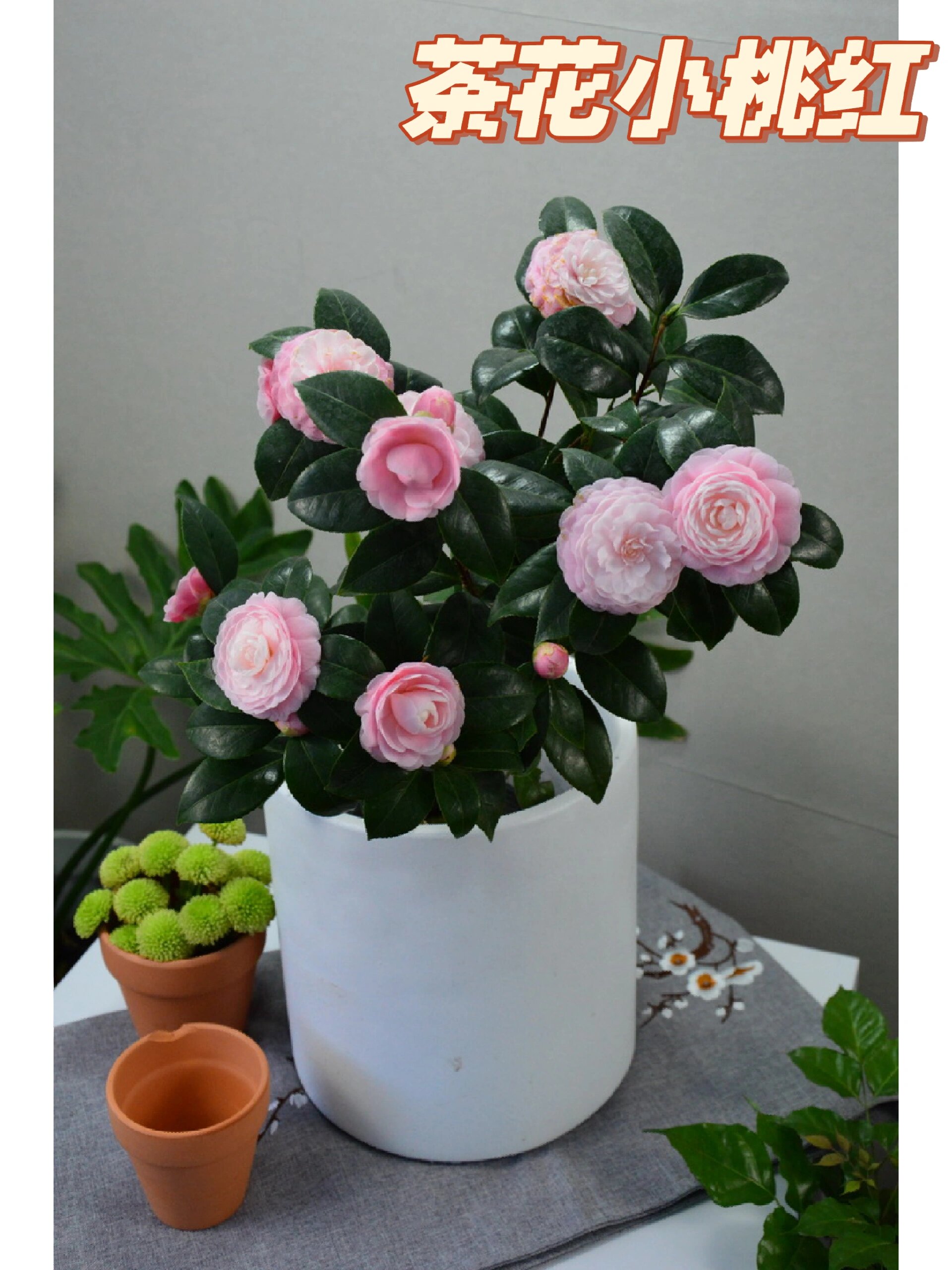 茶花小桃红(宫粉)