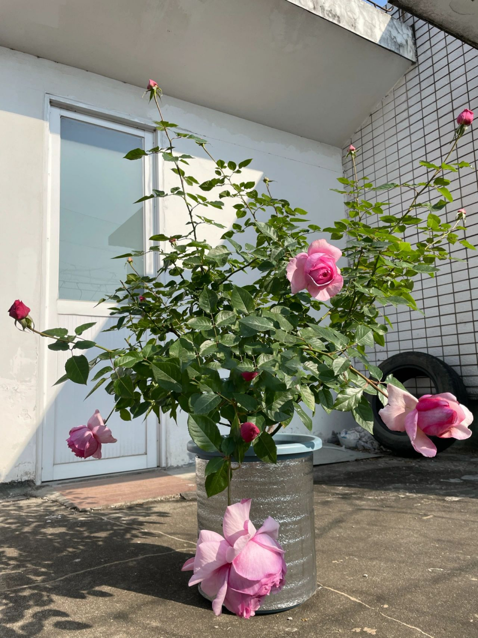 养到老都不会淘汰的品种——新浅樱桃 极爱的一个品种,颜色很特别