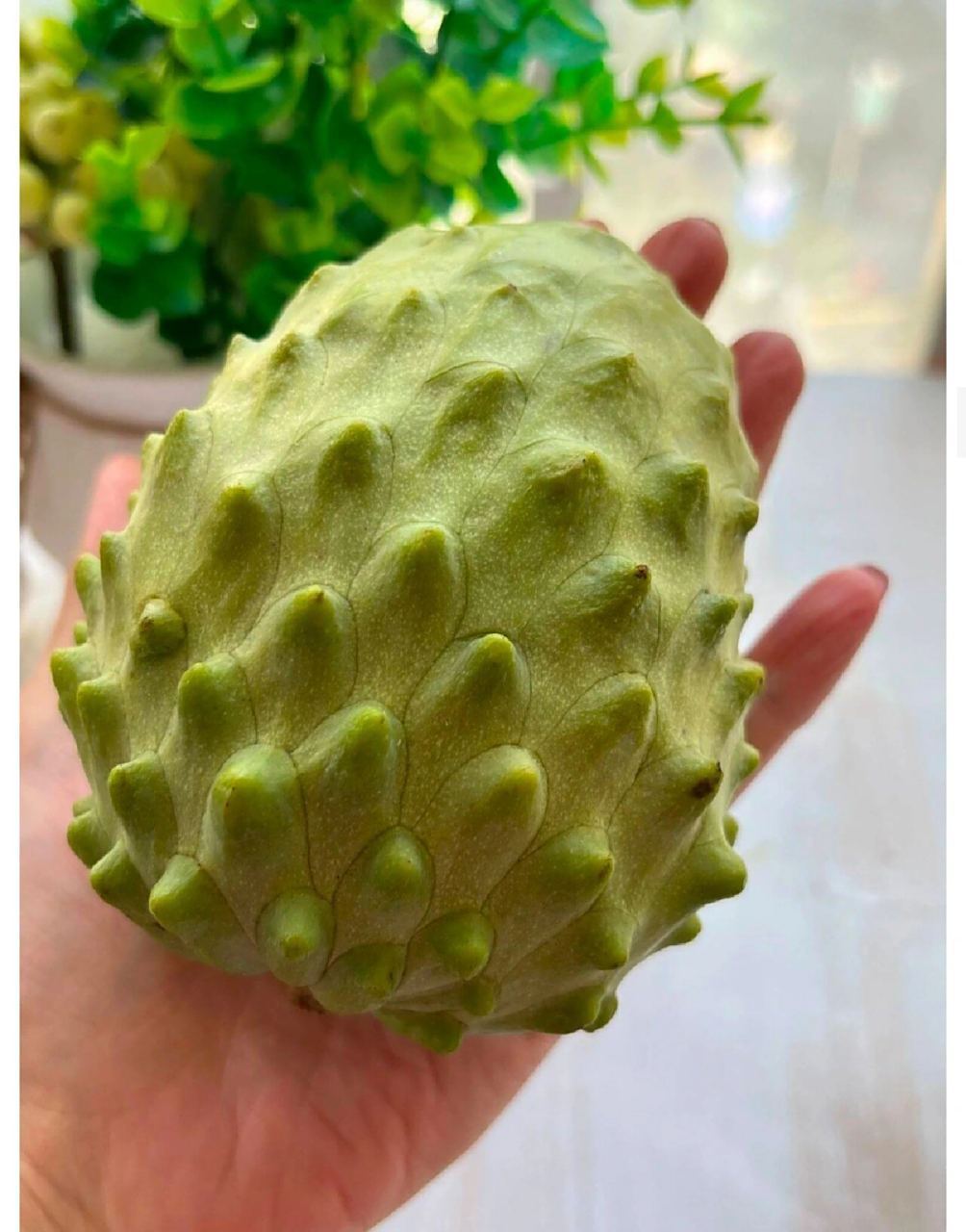 释迦果,学名番荔枝,又名佛头果,原产热带美洲,是一种典型的热带水果