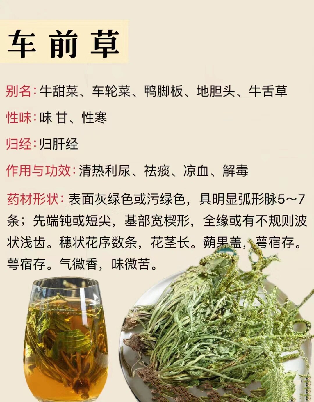 车前草的用途和功效图片