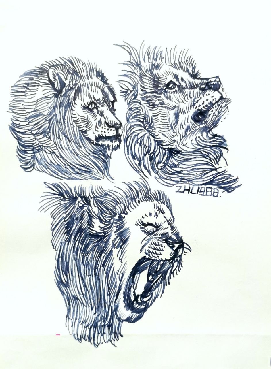 每日一画-狮子 #狮子线描##动物线描