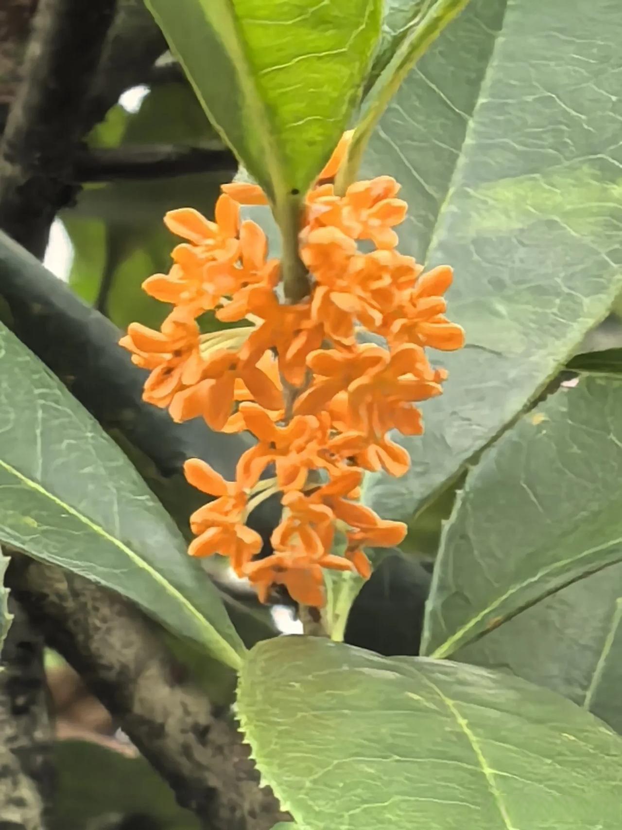 黄花金桂的别名图片