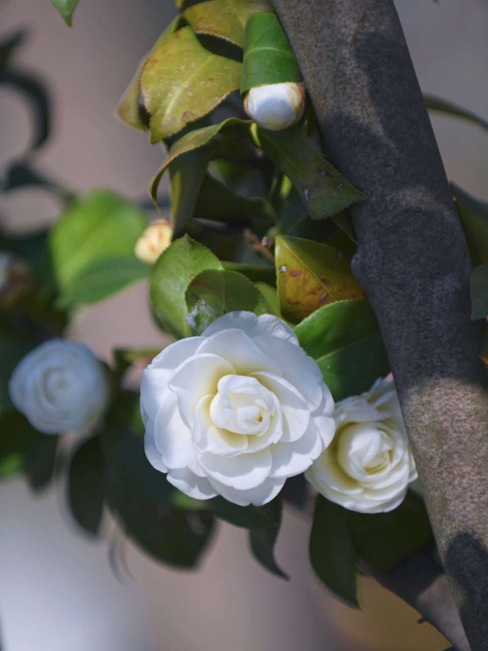 在南京,我找到绝美的白山茶花了 山茶花 开在最烂