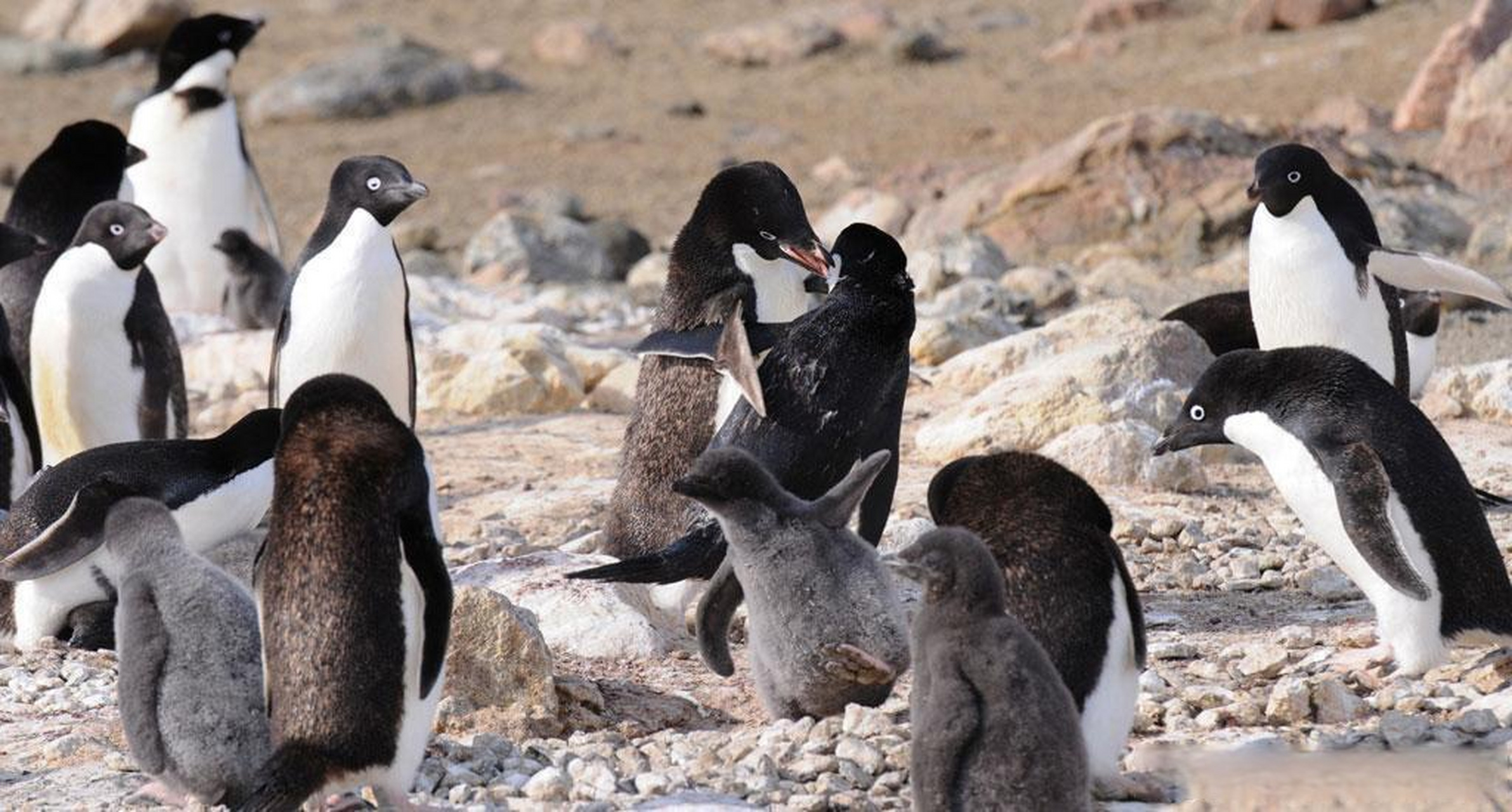 因为打架被啄秃了的阿德利企鹅,不仔细还以为长了眉毛
